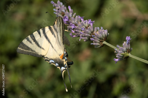 Iphiclides podalirius; scarce swallowtail butterfly in rural Tuscany photo