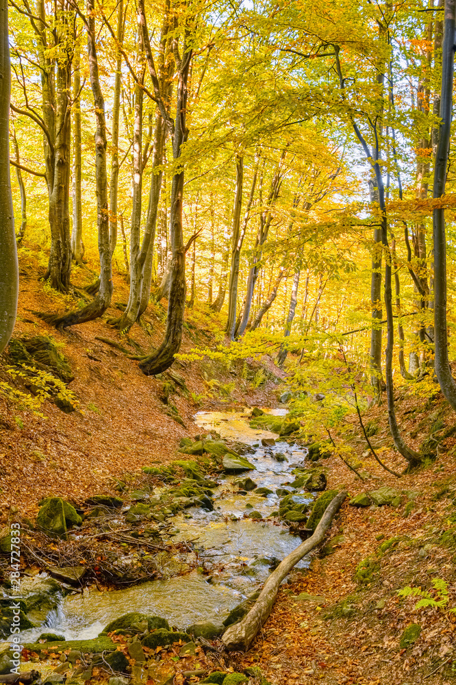 Yellow leaves forest and small river at autumn landscape Yellow leaves forest and small river at autumn landscape