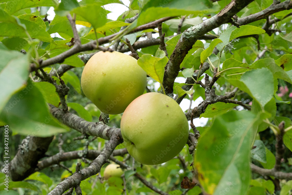fresh ripe apple tree with green apples
