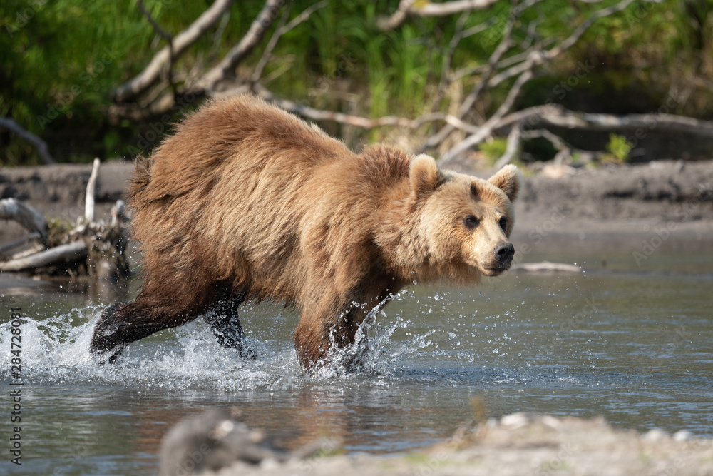 Ruling the landscape, brown bears of Kamchatka (Ursus arctos beringianus) Ruling the landscape, brown bears of Kamchatka (Ursus arctos beringianus)