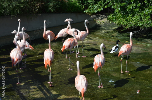 Flamingos in the outdoors during summer