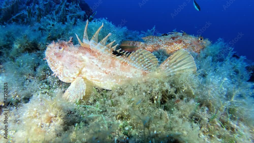 Wildlife underwater - Two red scorpion fishes in a reeff Wildlife underwater - Two red scorpion fishes in a reeff