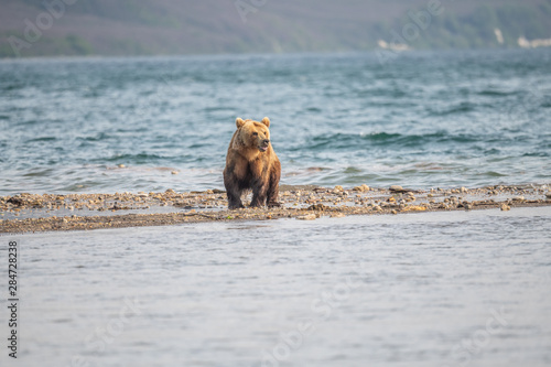 Ruling the landscape, brown bears of Kamchatka (Ursus arctos beringianus) © vaclav