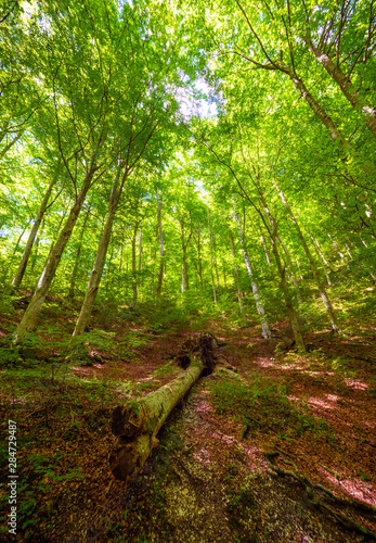 Gole dell Infernaccio  Italy  - A naturalistic wild attraction in the Monti Sibillini National Park  Marche region  province of Fermo