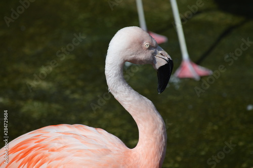 Flamingo in the outdoors during summer