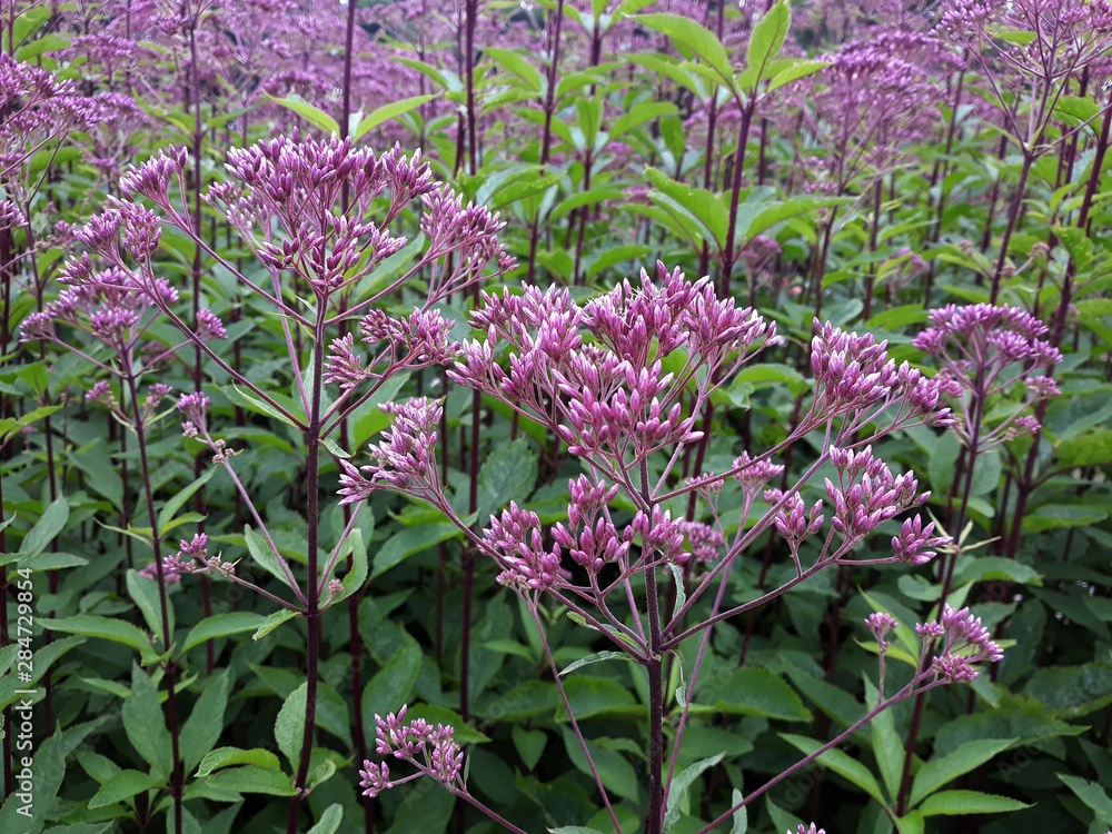 Joe Pye Weed Purple
