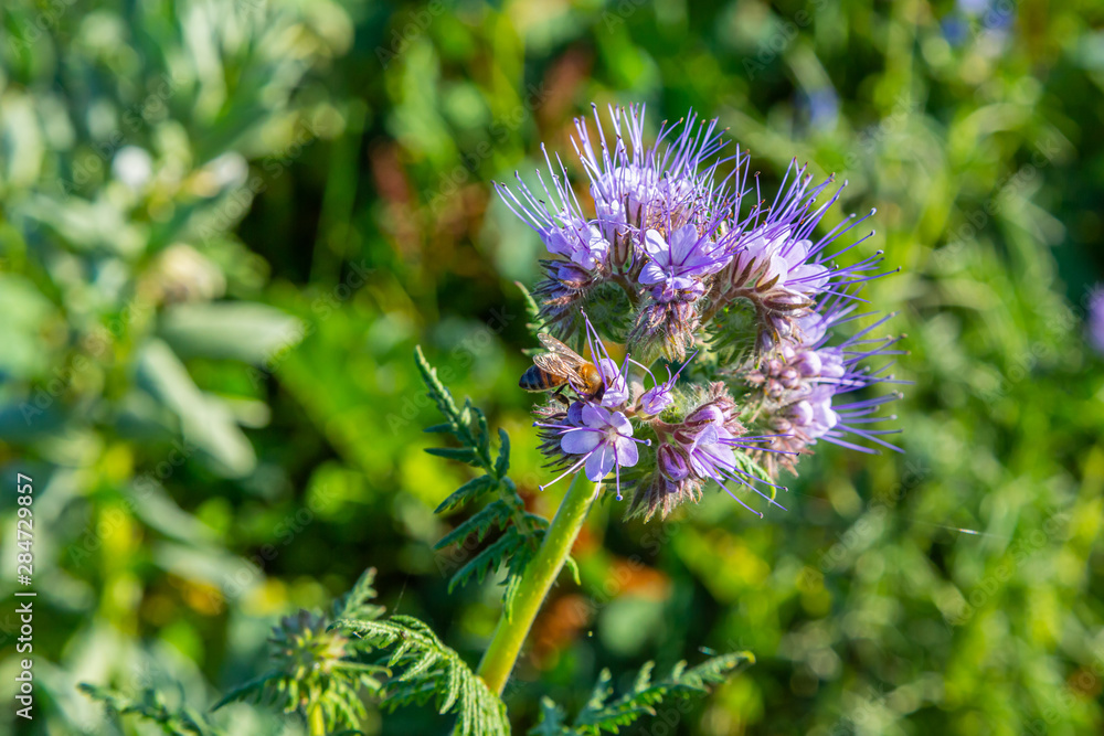Rainfarn-Büschelschön (Phacelia tanacetifolia) und eine Biene Rainfarn-Büschelschön (Phacelia tanacetifolia) und eine Biene