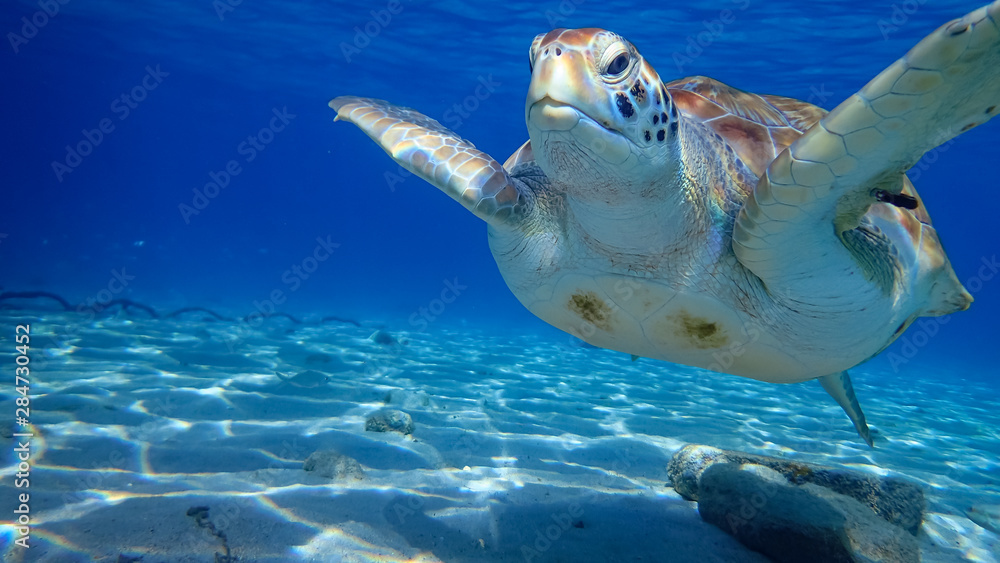 Obraz premium Snorkelling off Westpunt, Curacao with trurles and pelicans
