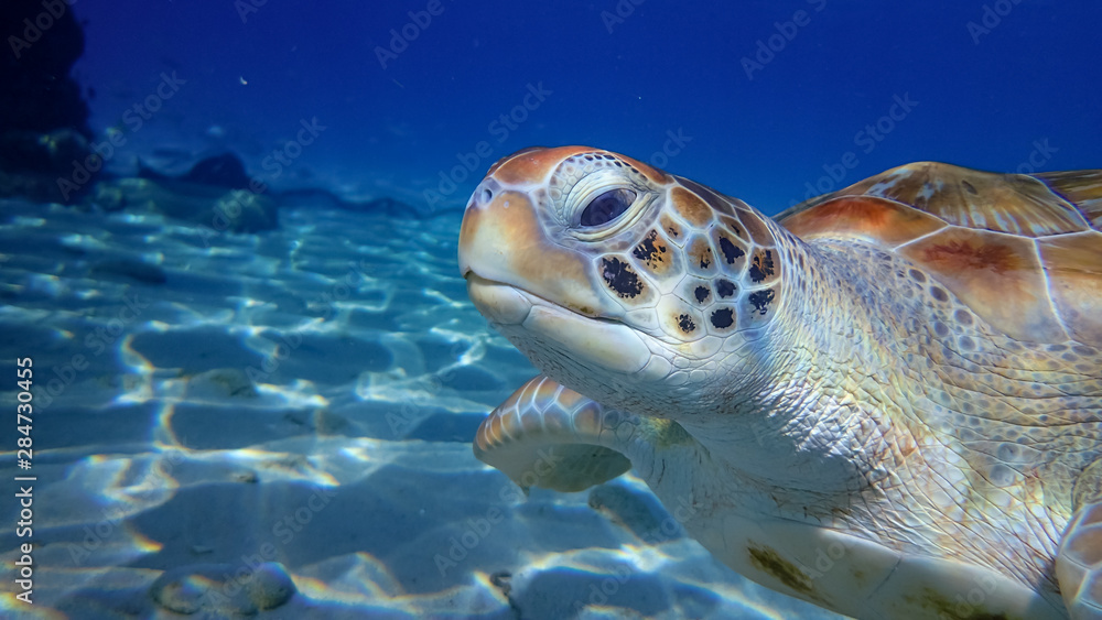 Obraz premium Snorkelling off Westpunt, Curacao with trurles and pelicans