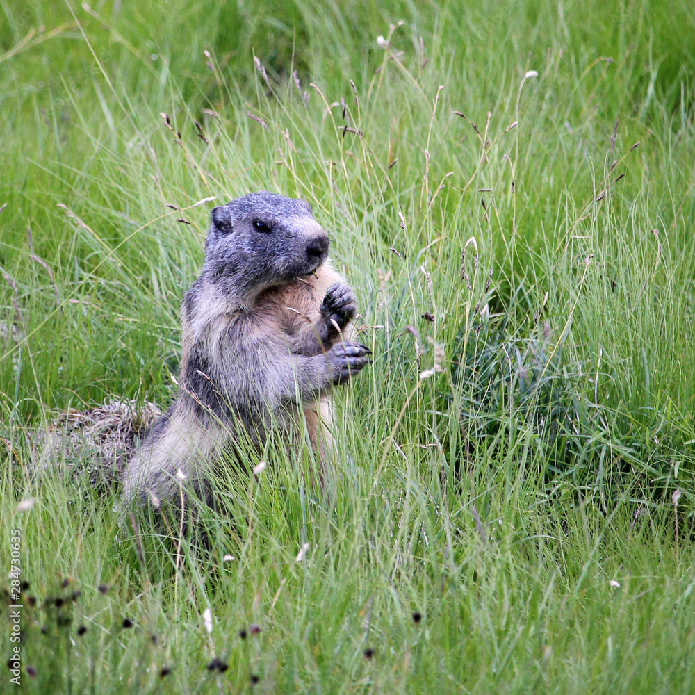 Fototapeta premium Marmotte