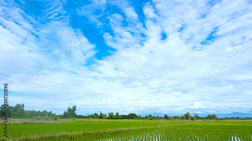 Young paddy fields with blue sky and white clouds. Landscape at the countryside of Thailand. © krungchingpixs