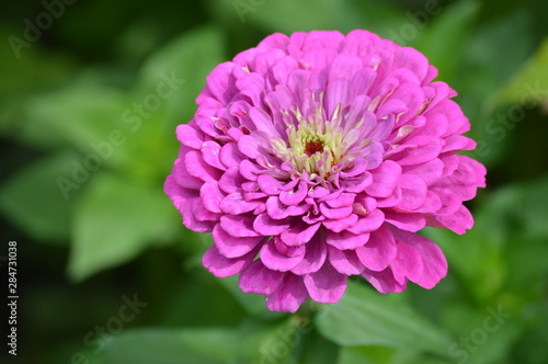 A Zinnia flower in the garden
