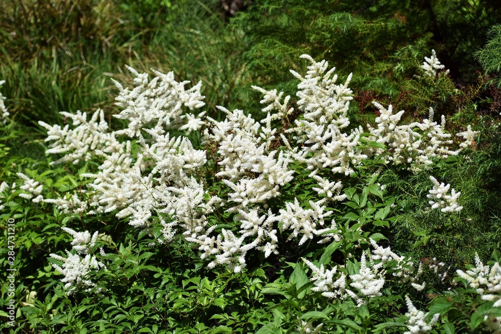 Flowers of False Spirea (Astilbe Brautschleier). Astilbe is a genus of 18 species of rhizomatous flowering plants in the Saxifragaceae family. Flowers of False Spirea (Astilbe Brautschleier). Astilbe is a genus of 18 species of rhizomatous flowering plants in the Saxifragaceae family.