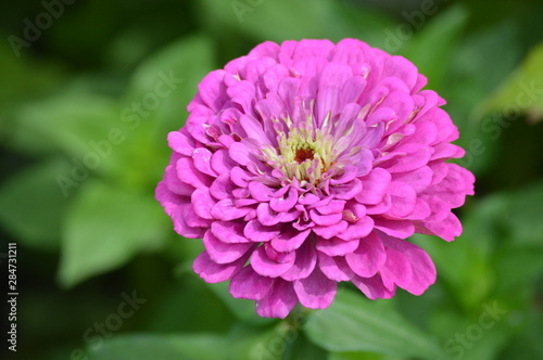 A Zinnia flower in the garden