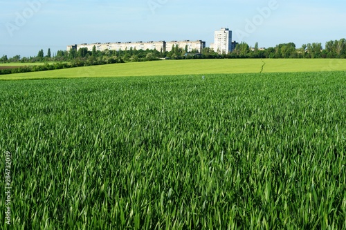 City town buildings seen behind blooming blossom summer