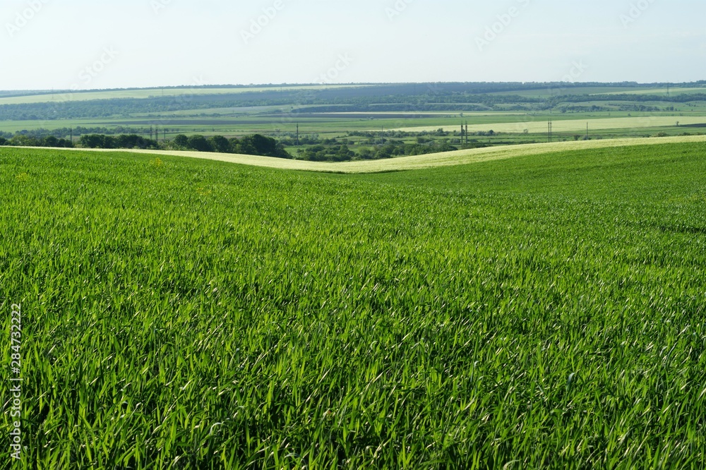 Fototapeta premium Middle aged white woman in medieval dress walks in the steppe