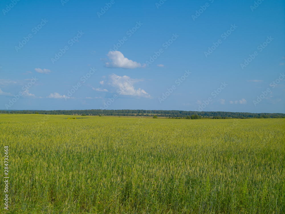 Spikes of ripe rye on a summer day