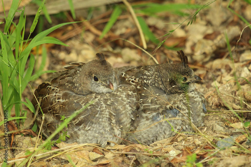 California Quail in New Zealand