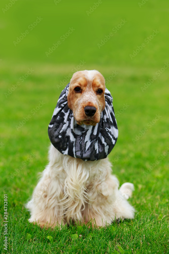 Dog breed american cocker spaniel Dog breed american cocker spaniel