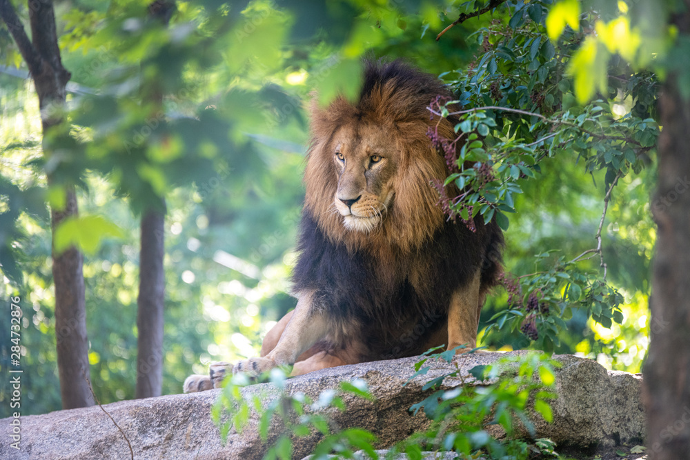 Obraz premium Löwe im Zoo
