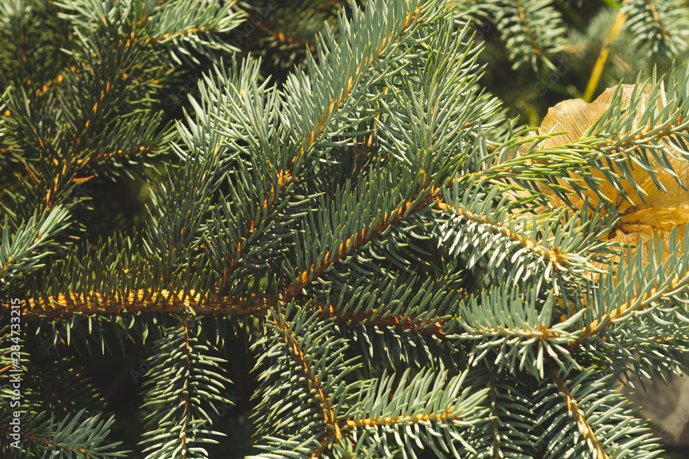Needles of fir tree branch close up. green pine tree