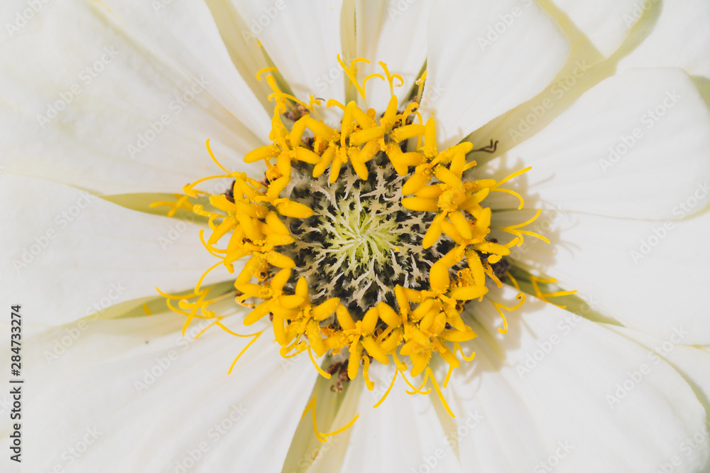 White yellow flower close up. floral background macro