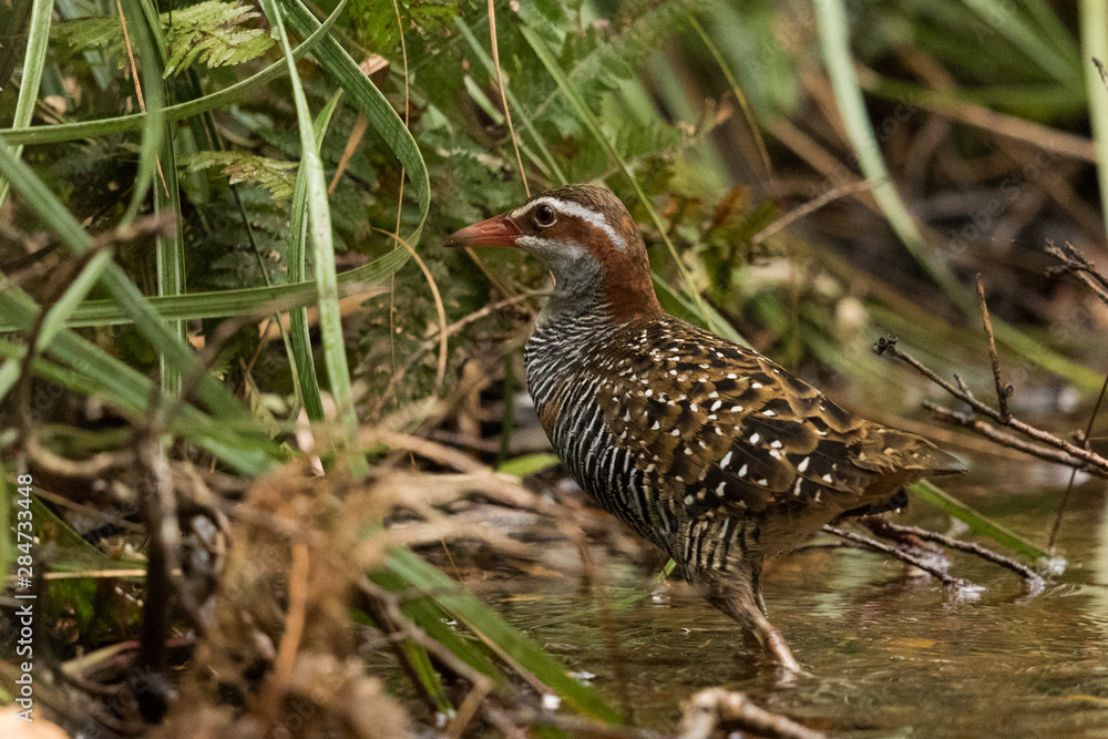 Buff Banded Rail in Australasia Buff Banded Rail in Australasia