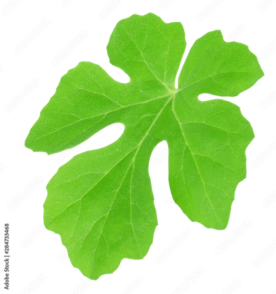 Fototapeta premium Watermelon leaf isolated on a white. Detailed retouch.