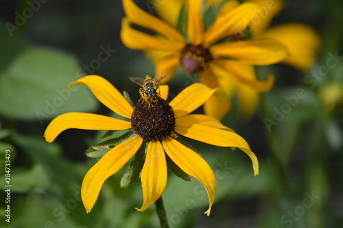 Bee on a black eyed Susan flower
