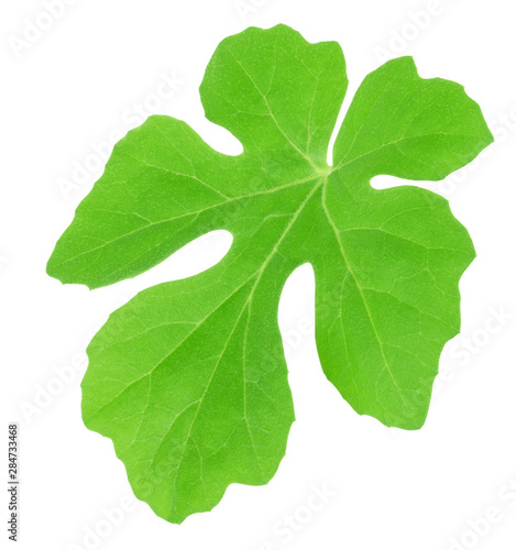 Watermelon leaf isolated on a white. Detailed retouch. © dizolator