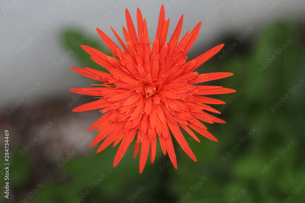 gerbera flower in the garden gerbera flower in the garden