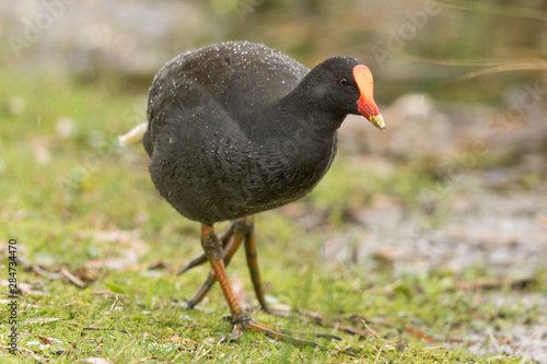 Common Moorhen