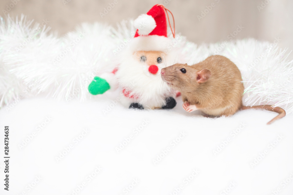 decorative cute brown rat around with a Christmas decor and Santa Claus. The rat is a symbol Of the new year 2020