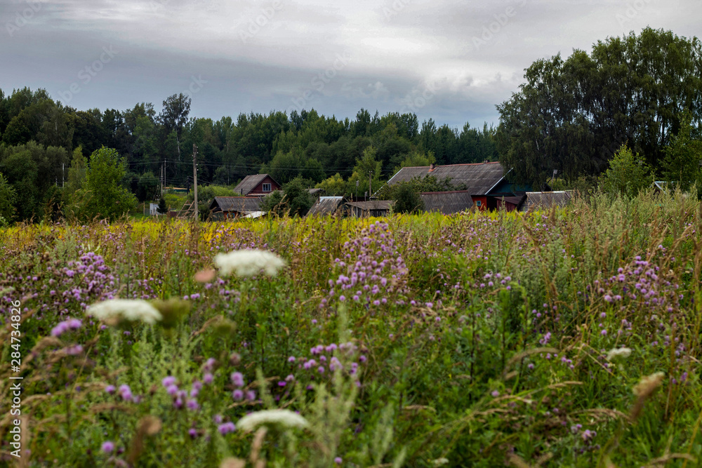 The wild grass meadow in sunny weather The wild grass meadow in sunny weather