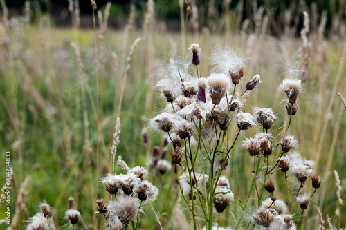 The wild grass meadow in sunny weather photo