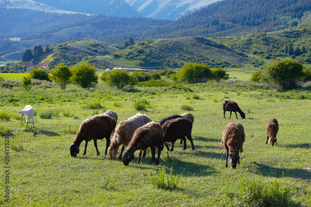 Grazing sheeps on the field among green hills
