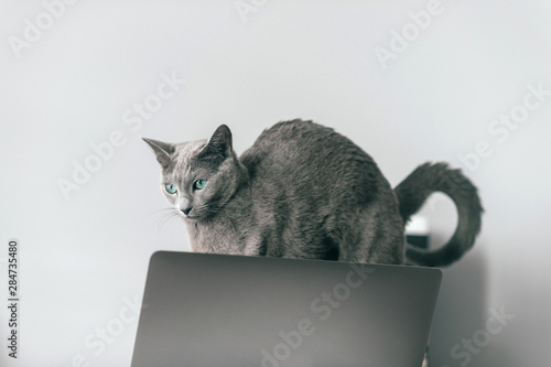 Beautiful russian blue cat with funny emotional muzzle arching his back on keayboard of notebook in home interior on gray background. Breeding adorable gray kitten with blue eyes resting on laptop. photo