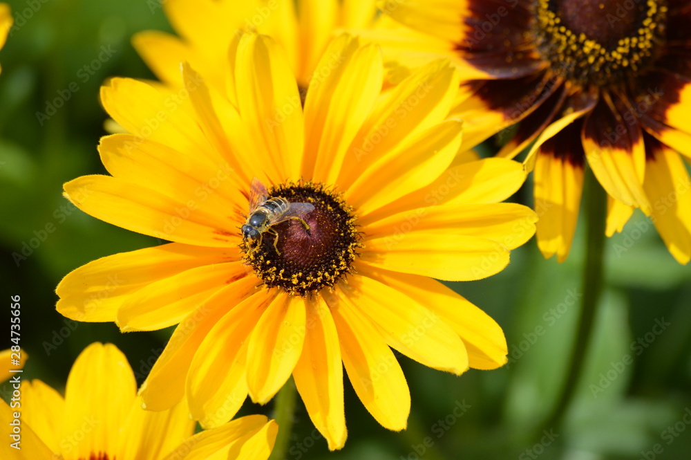 A flower growing in the garden A flower growing in the garden