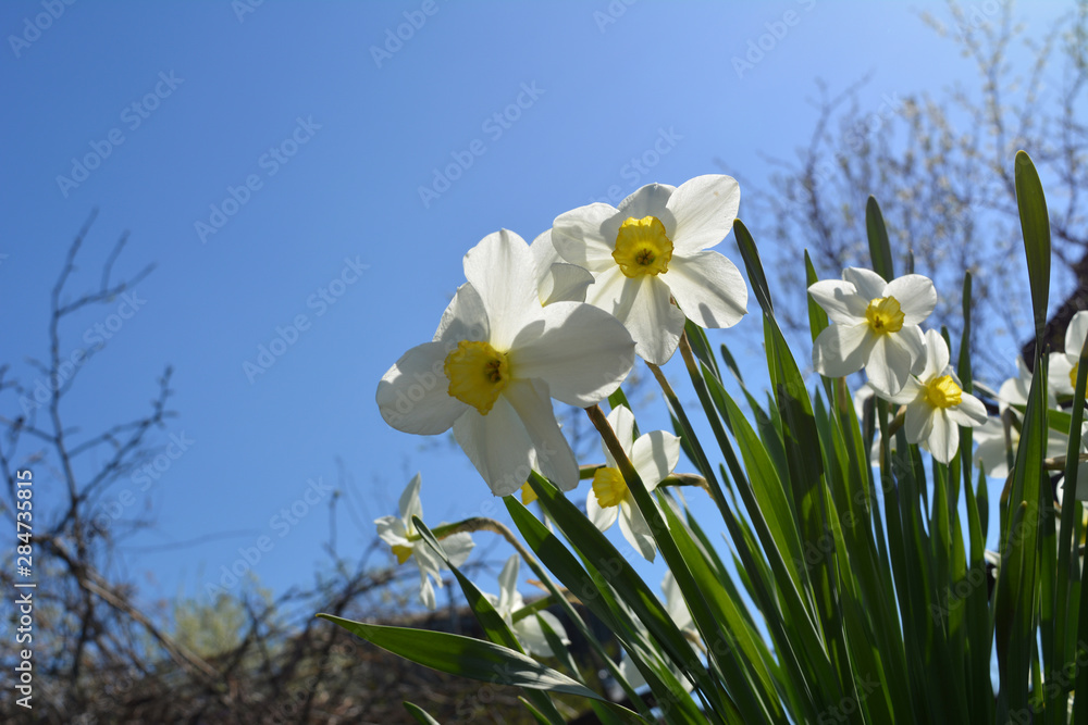 Blooming daffodils in spring garden. Beautiful white and yellow flowers on the background of clear blue sky. Blooming daffodils in spring garden. Beautiful white and yellow flowers on the background of clear blue sky.