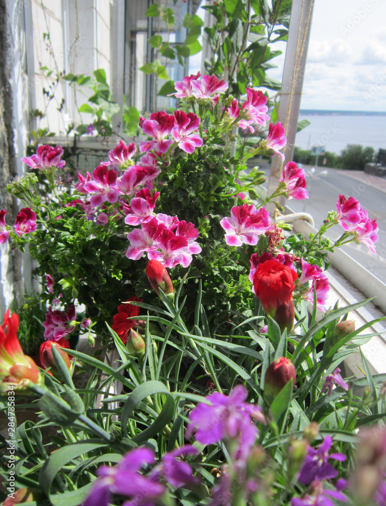 Beautiful garden on the balcony. Pink flowers of geranium bloom in the summer.