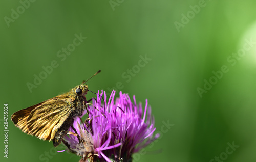 all brown butterfly is sitting at a purple blossom in front of green background © leopictures
