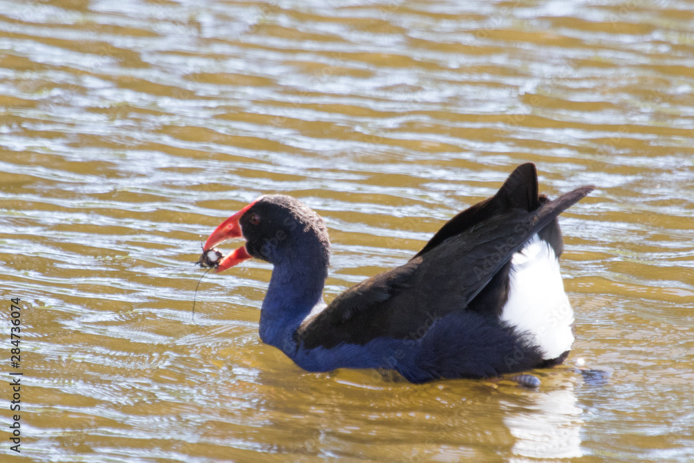 Pukeko Purple Swamphen in Australasia Pukeko Purple Swamphen in Australasia