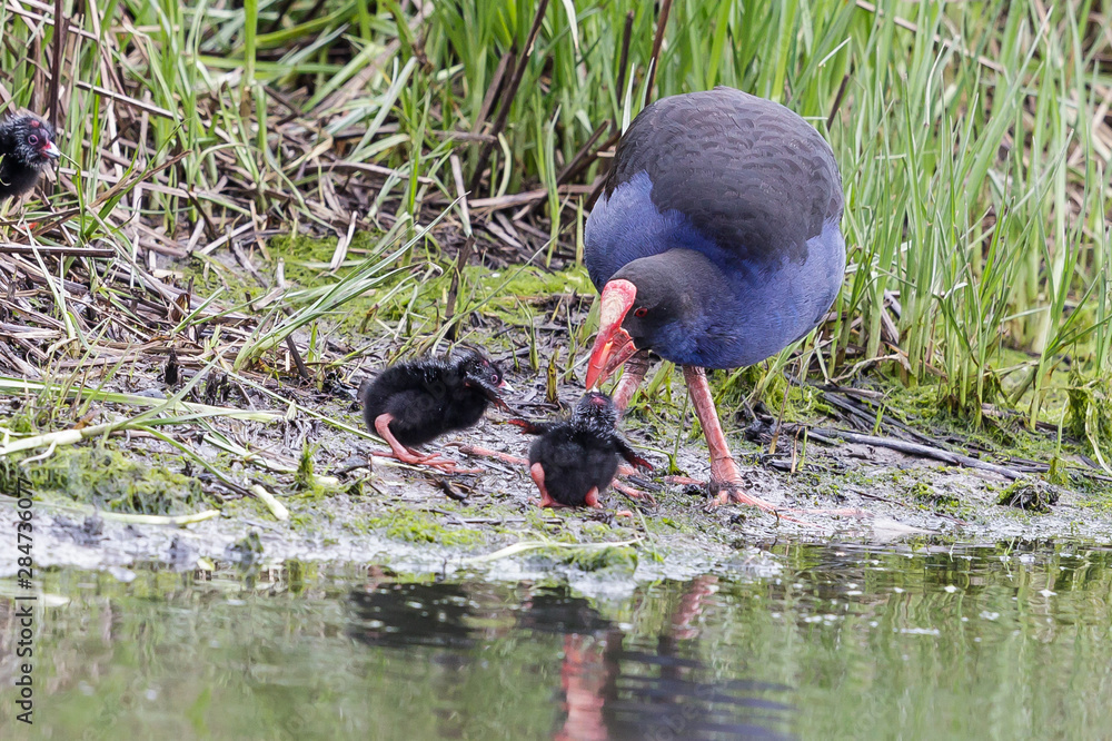 Pukeko Purple Swamphen in Australasia Pukeko Purple Swamphen in Australasia