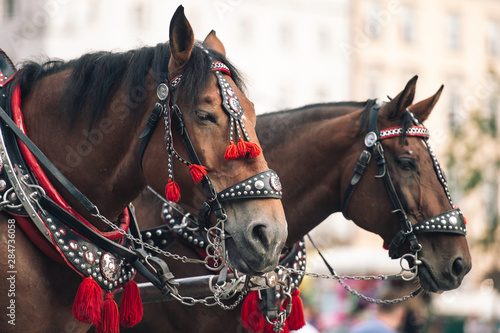  two decorated horses for riding tourists in a carriage © benevolente