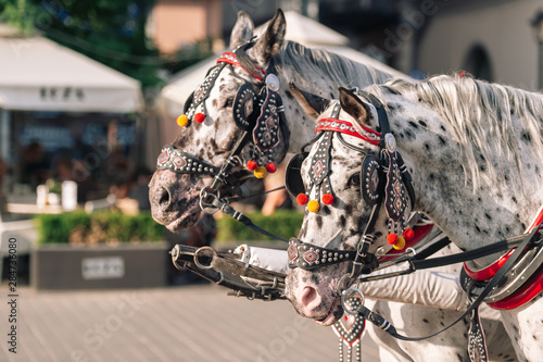 two decorated horses for riding tourists in a carriage