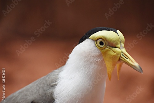 Tableau sur toile Close up portrait of a Masked Lapwing (Vanellus Miles), also known as the masked plover, the spur-winged plover or just plover