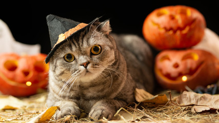 Scary halloween pumpkin Jack-o-lantern and cat in the hat on a black background