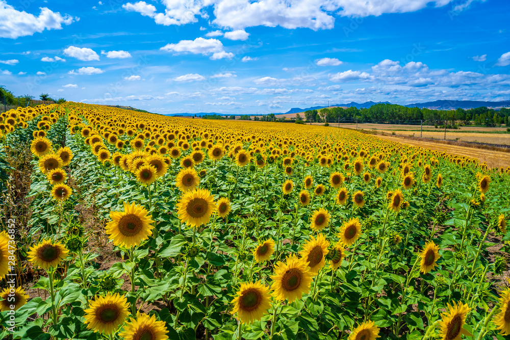 Fototapeta premium A beautiful field of sunflowers in a field of Castile and León on a summer afternoon where everyone looks well organized in the sun.