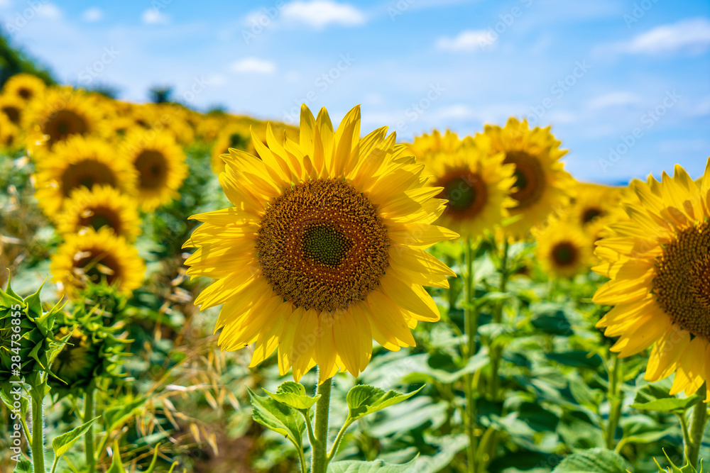 Computer sunflowers diagonally in a field of Castilla y León