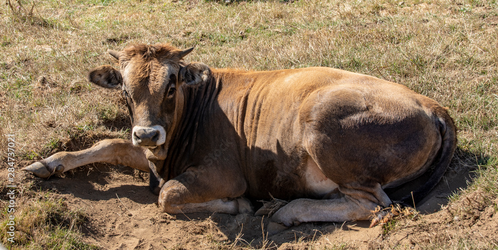 Brown cown at rest